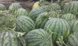 热门大瓜每日更新校园网红 北京朝阳吃瓜,北京朝阳吃瓜日常